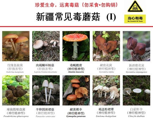 自治区疾控发布新疆30种常见毒蘑菇图鉴