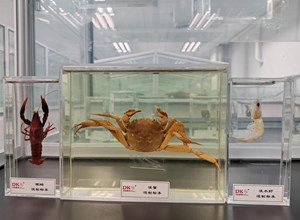 自治区疾控中心医学动物昆虫标本馆强化标本管理与升级，助力科研科普工作